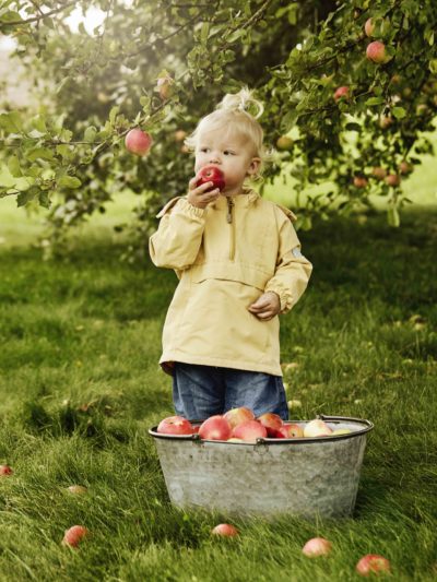 Barn plukker og spiser eple