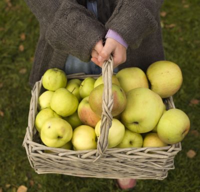 Epler i kurv holdt av liten jente